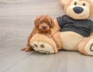 7 week old Cavapoo Puppy For Sale - Premier Pups
