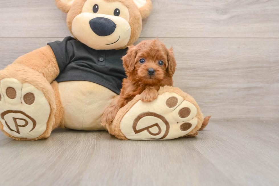 Petite Cavapoo Poodle Mix Pup