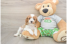 Best Cavapoo Baby
