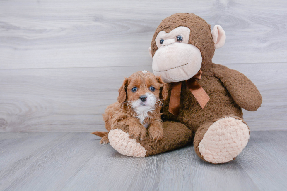 Cavapoo Puppy for Adoption