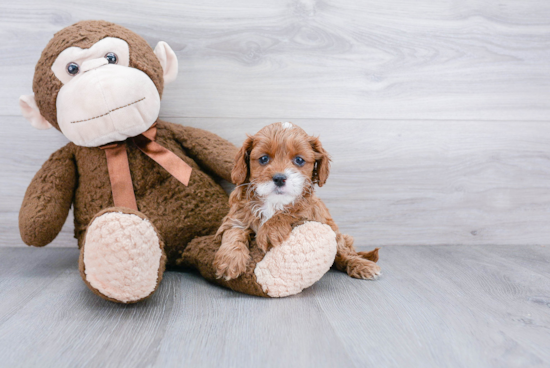 Playful Cavoodle Poodle Mix Puppy