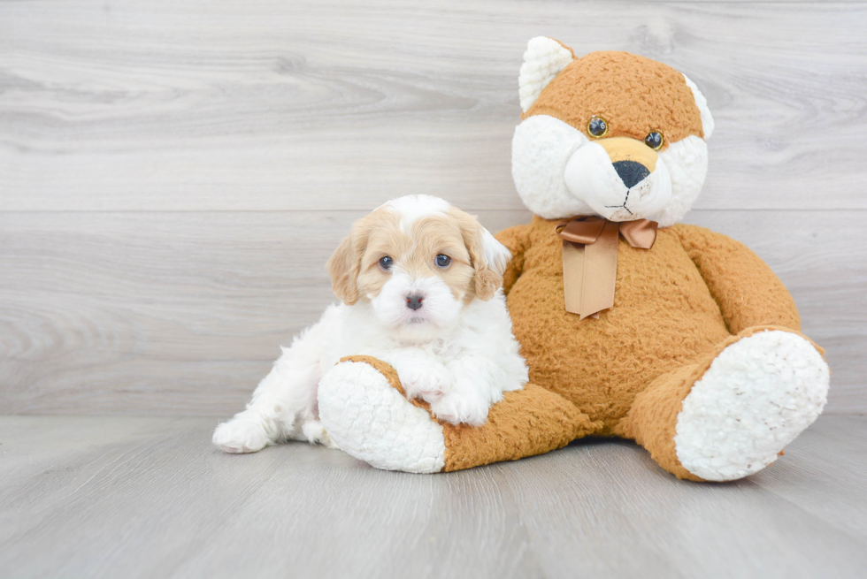 Sweet Cavapoo Baby