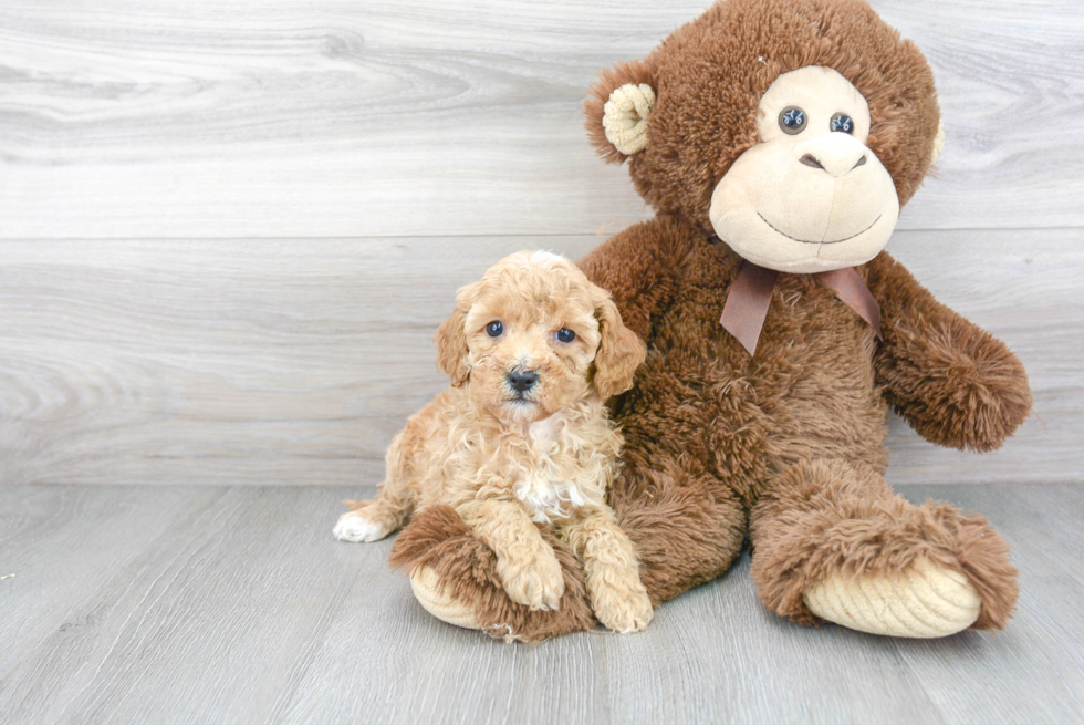 Small Cavapoo Baby