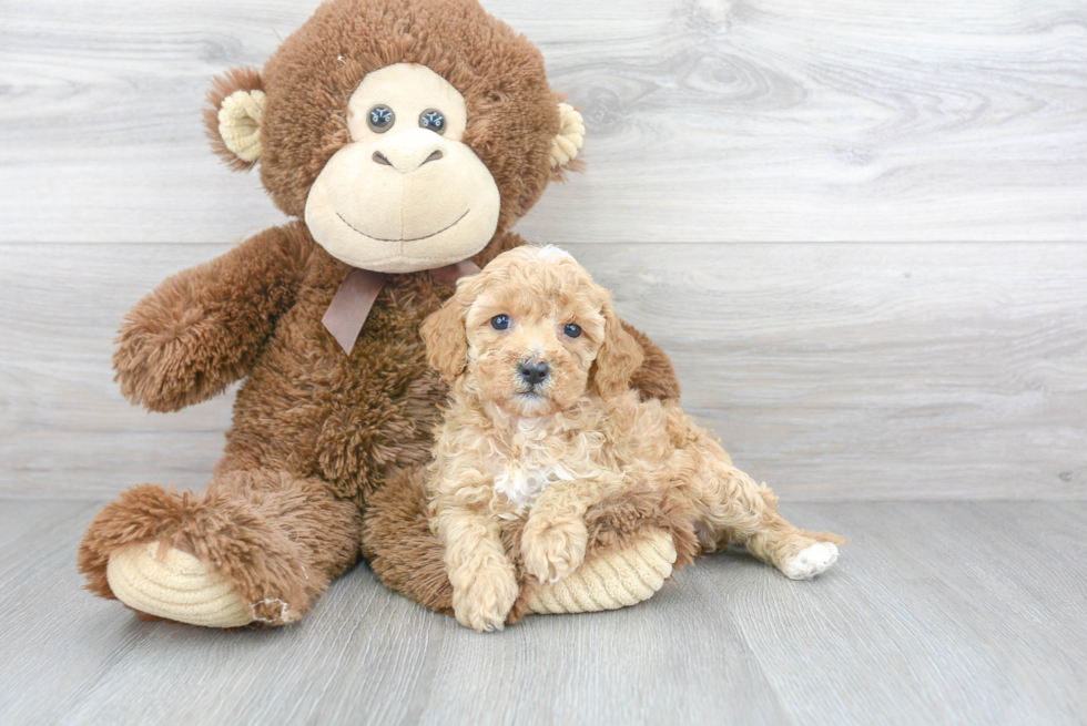 Best Cavapoo Baby