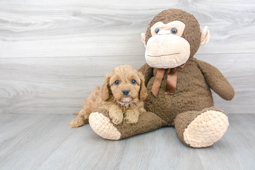 Fluffy Cavapoo Poodle Mix Pup