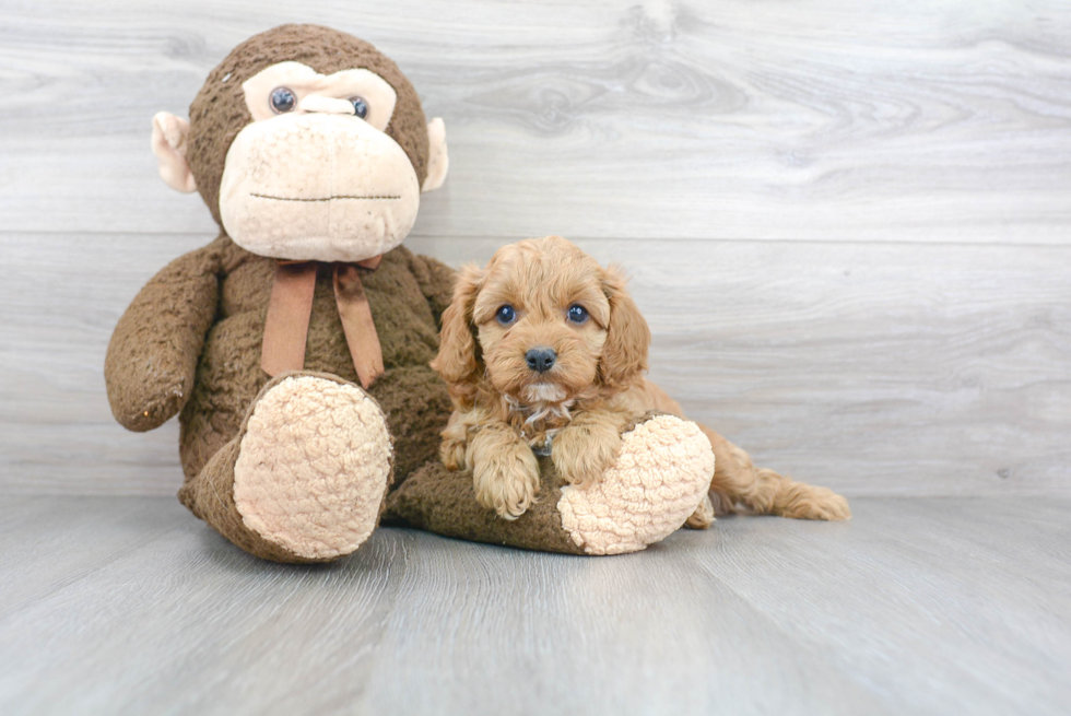 Cavapoo Puppy for Adoption