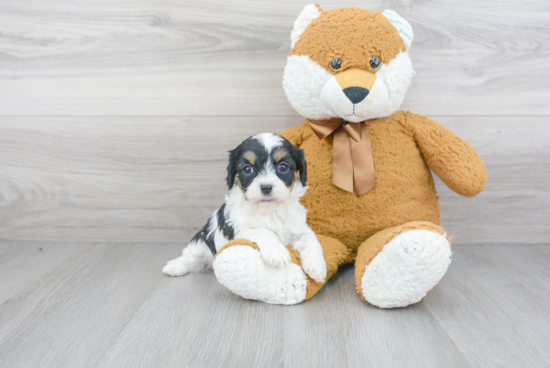 Adorable Cavoodle Poodle Mix Puppy