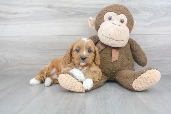 Best Cavapoo Baby