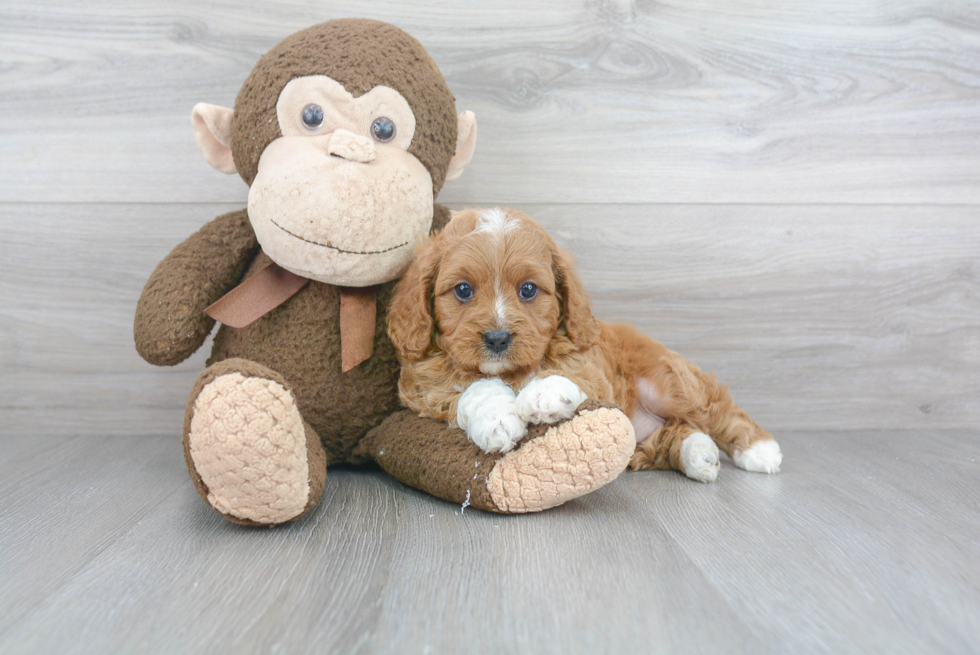 Happy Cavapoo Baby