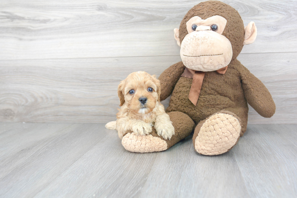 Cavapoo Pup Being Cute