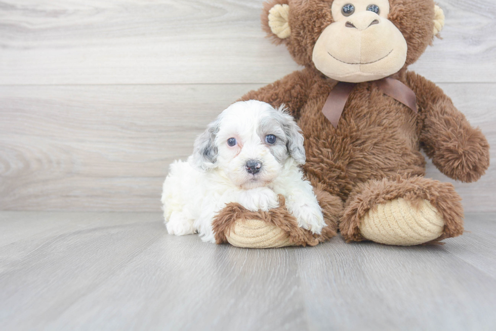 Energetic Cavoodle Poodle Mix Puppy