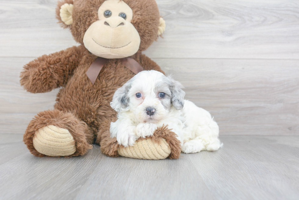 Cavapoo Pup Being Cute