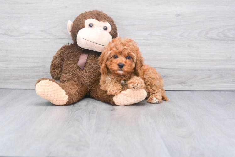 Cavapoo Puppy for Adoption