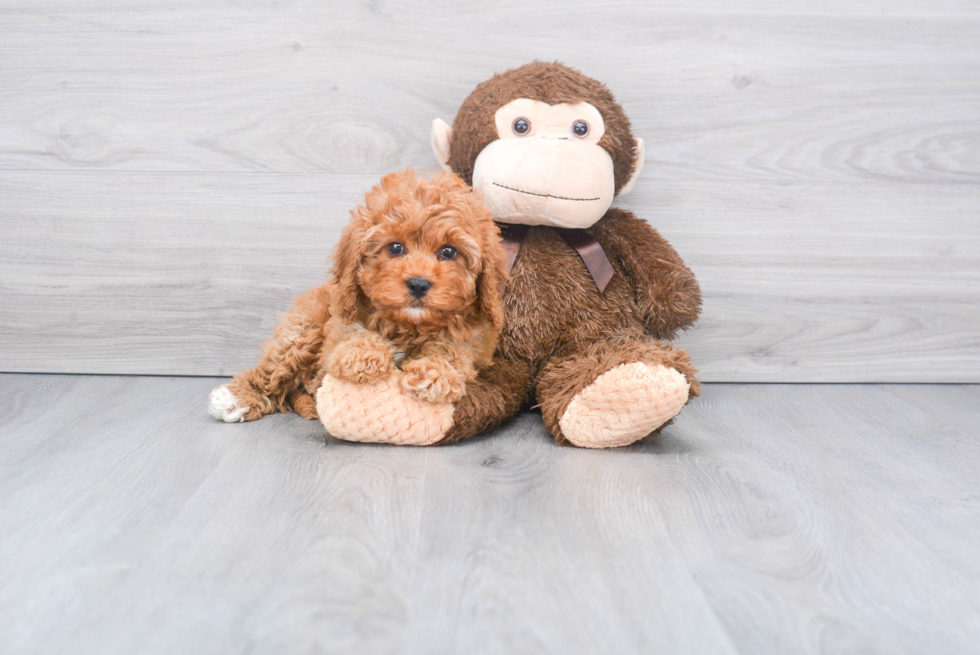Adorable Cavoodle Poodle Mix Puppy
