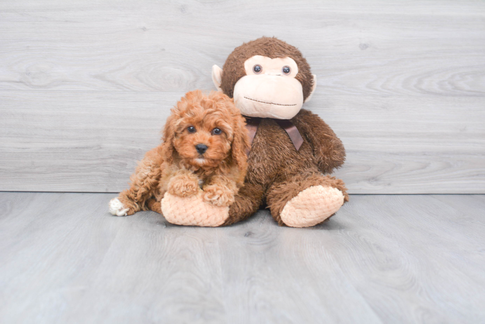 Petite Cavapoo Poodle Mix Pup