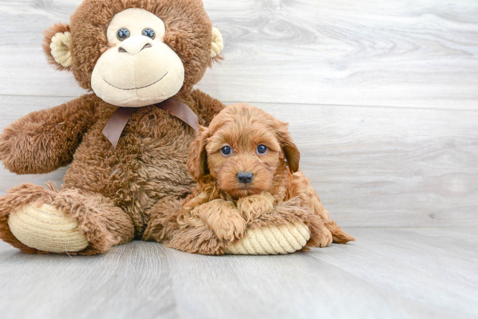 Happy Cavapoo Baby