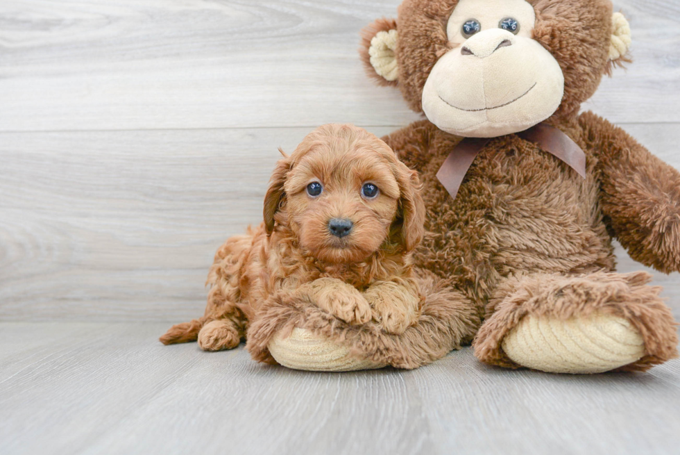 Sweet Cavapoo Baby