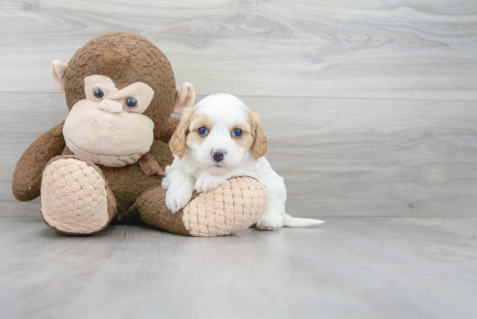 Cavapoo Puppy for Adoption