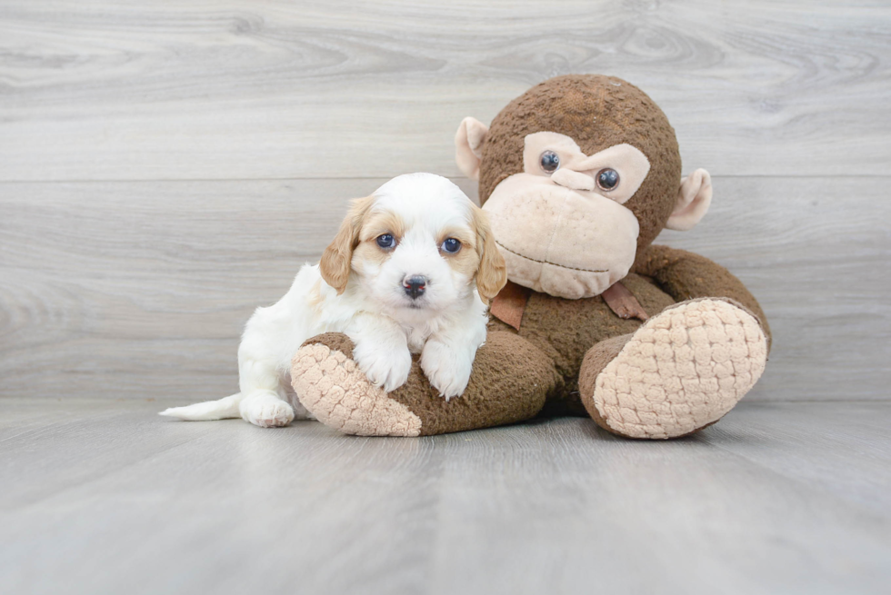 Cavapoo Puppy for Adoption