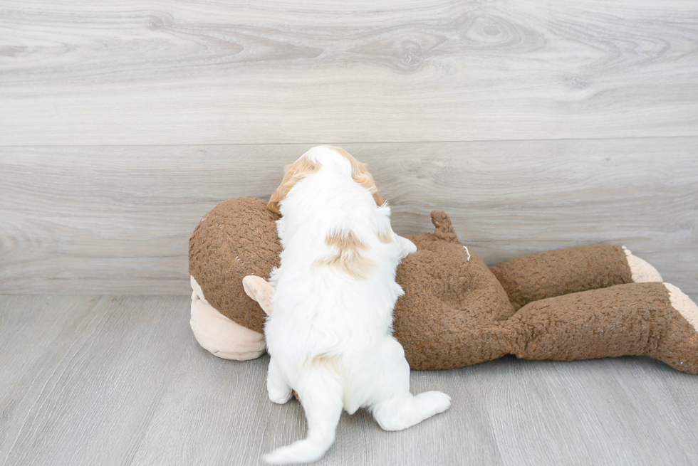 Small Cavapoo Baby