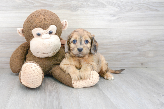 Cavapoo Puppy for Adoption