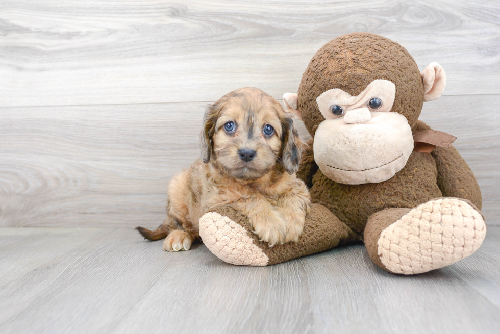 Cavapoo Pup Being Cute