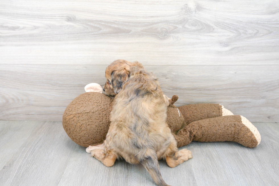 Best Cavapoo Baby