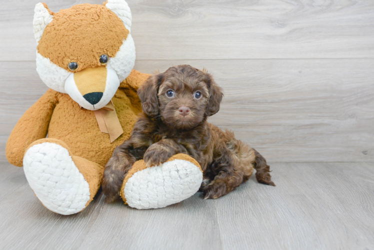 Popular Cavapoo Poodle Mix Pup