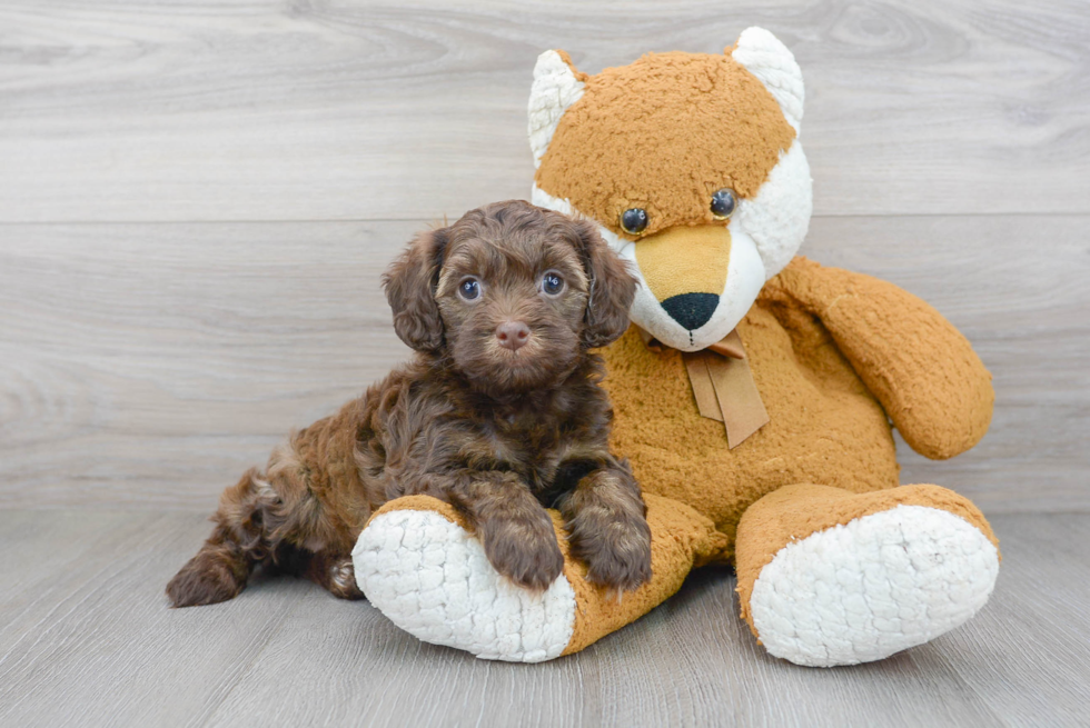 Hypoallergenic Cavoodle Poodle Mix Puppy