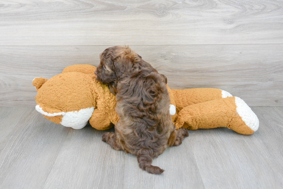 Best Cavapoo Baby