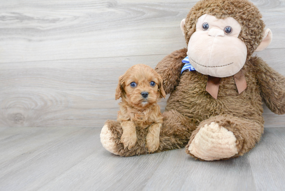 Petite Cavapoo Poodle Mix Pup