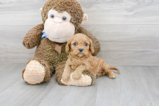 Cavapoo Puppy for Adoption