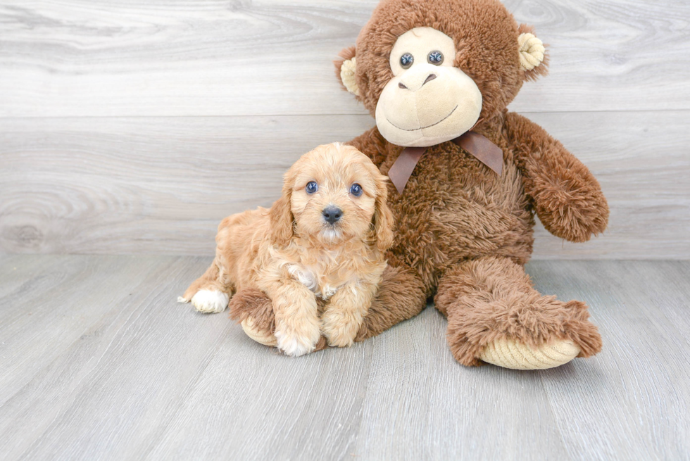 Best Cavapoo Baby