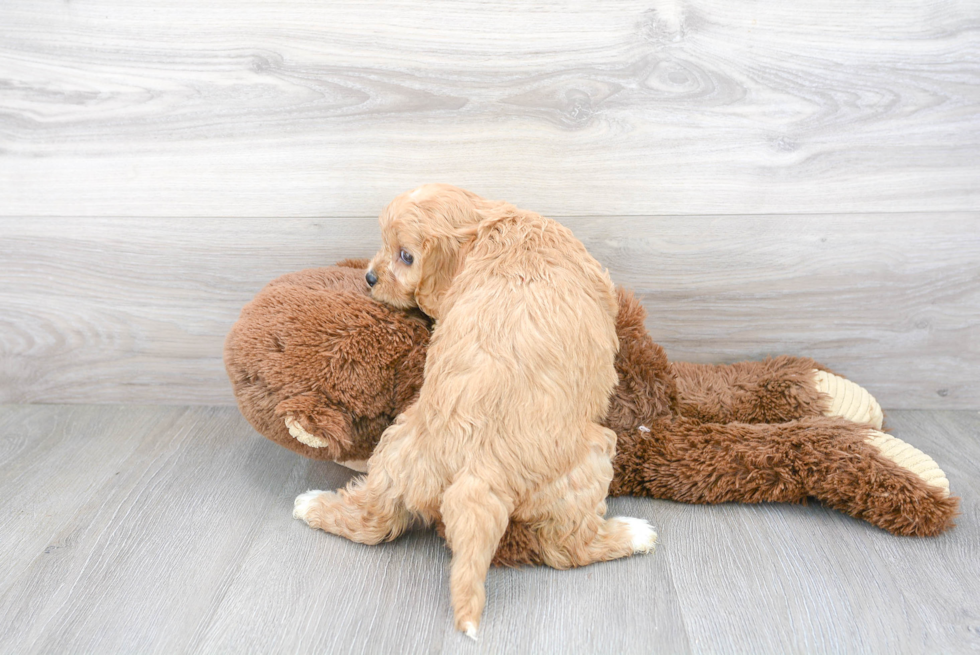 Popular Cavapoo Poodle Mix Pup