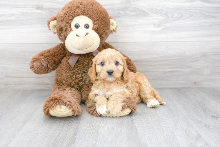 Cavapoo Pup Being Cute