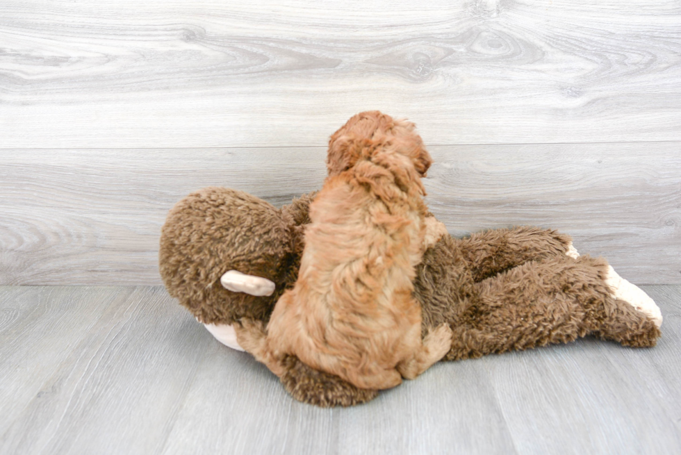 Cavapoo Puppy for Adoption