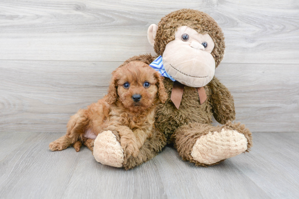 Cavapoo Puppy for Adoption