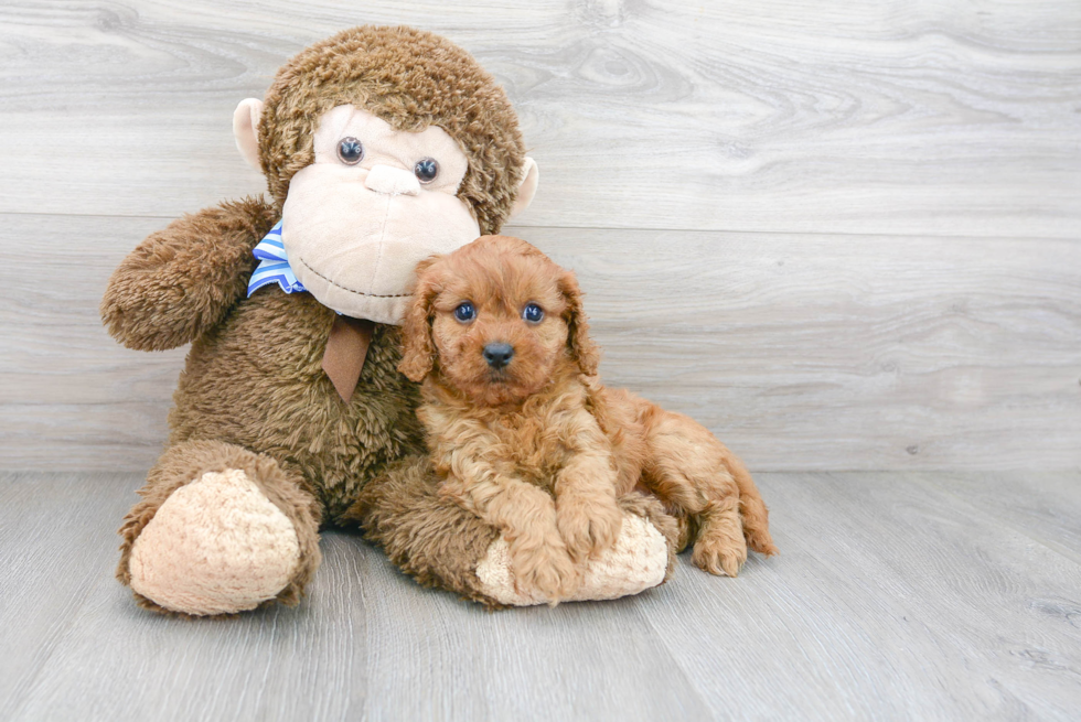 Cavapoo Puppy for Adoption