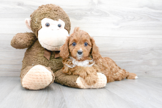 Hypoallergenic Cavoodle Poodle Mix Puppy