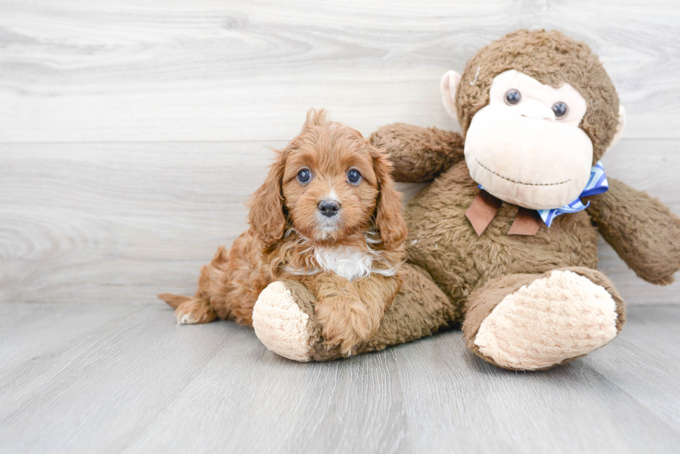 Petite Cavapoo Poodle Mix Pup