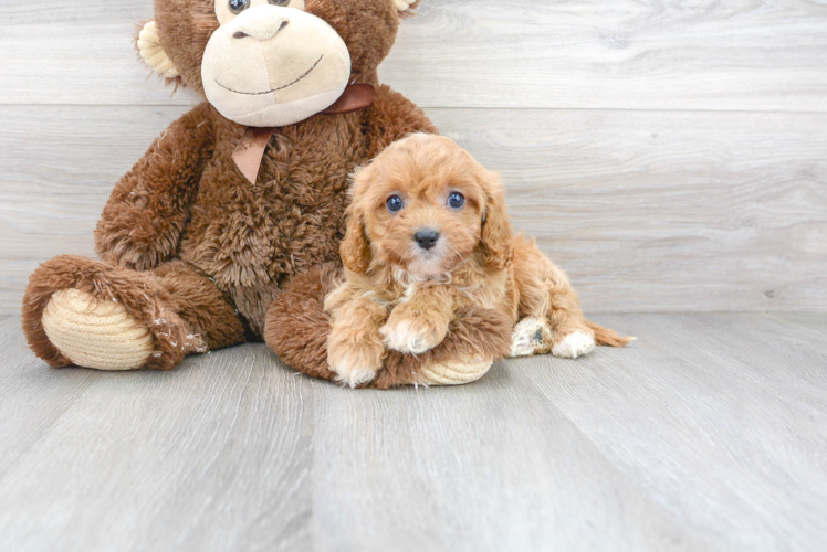 Popular Cavapoo Poodle Mix Pup