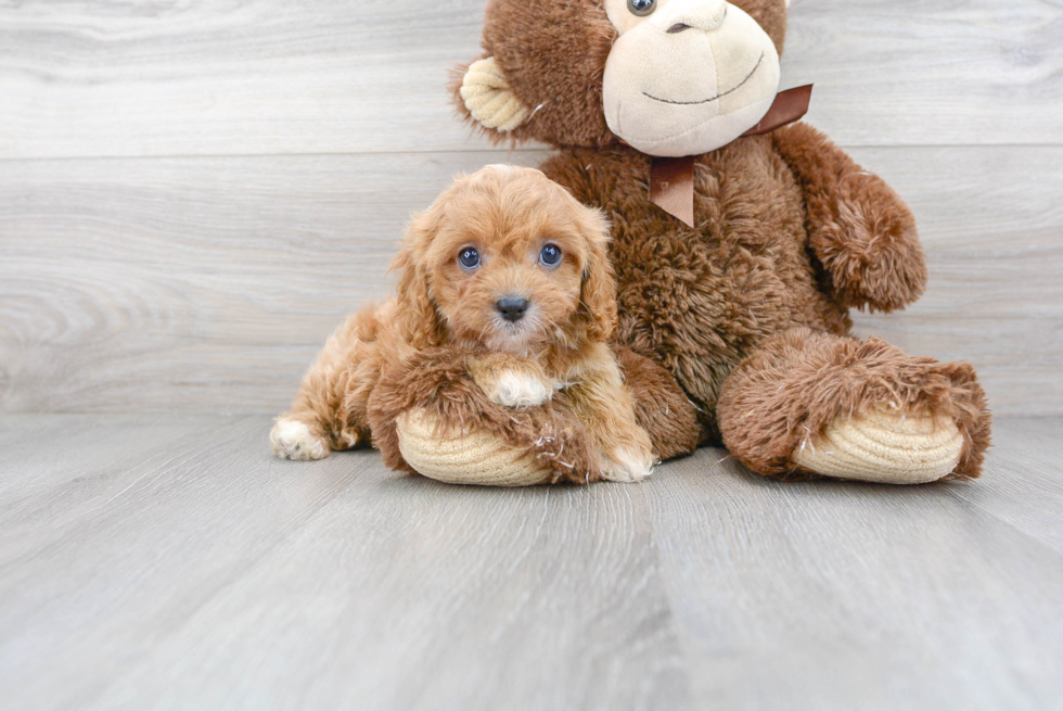 Cavapoo Puppy for Adoption