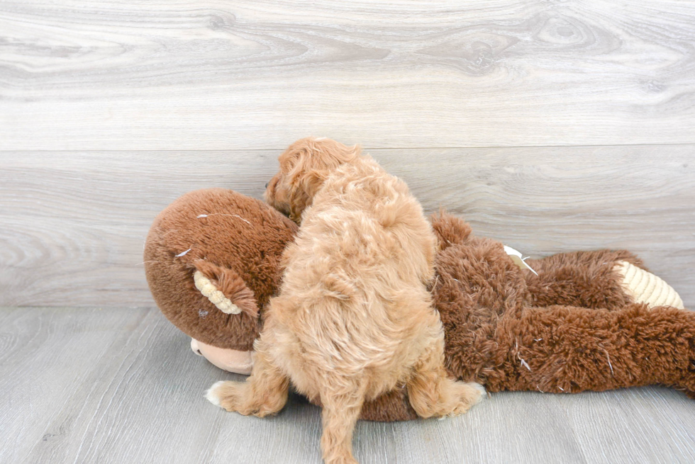 Fluffy Cavapoo Poodle Mix Pup