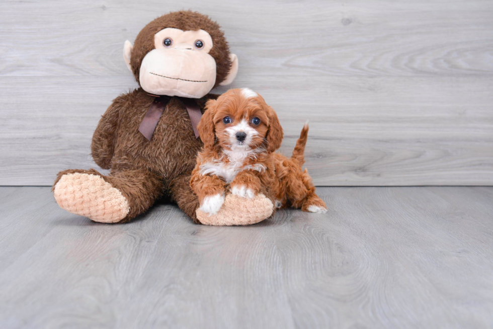 Best Cavapoo Baby