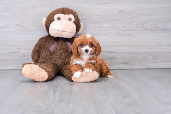 Cavapoo Puppy for Adoption