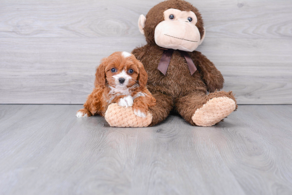 Little Cavoodle Poodle Mix Puppy