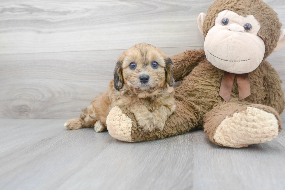 Cute Cavoodle Poodle Mix Puppy