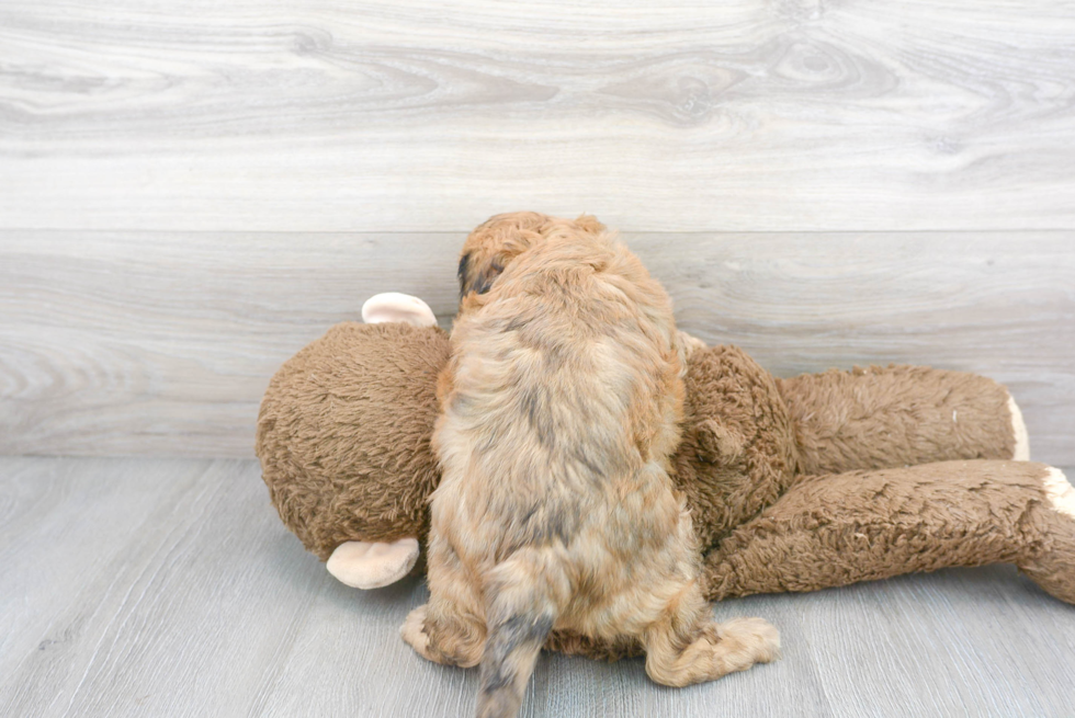 Cavapoo Puppy for Adoption