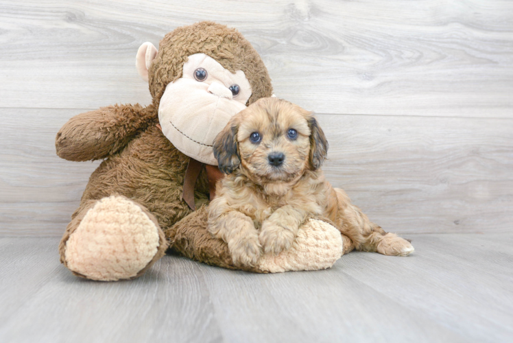 Cavapoo Puppy for Adoption