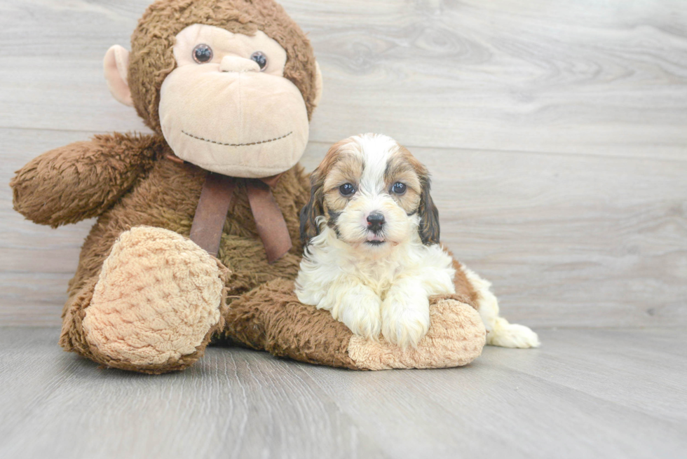 Smart Cavapoo Poodle Mix Pup